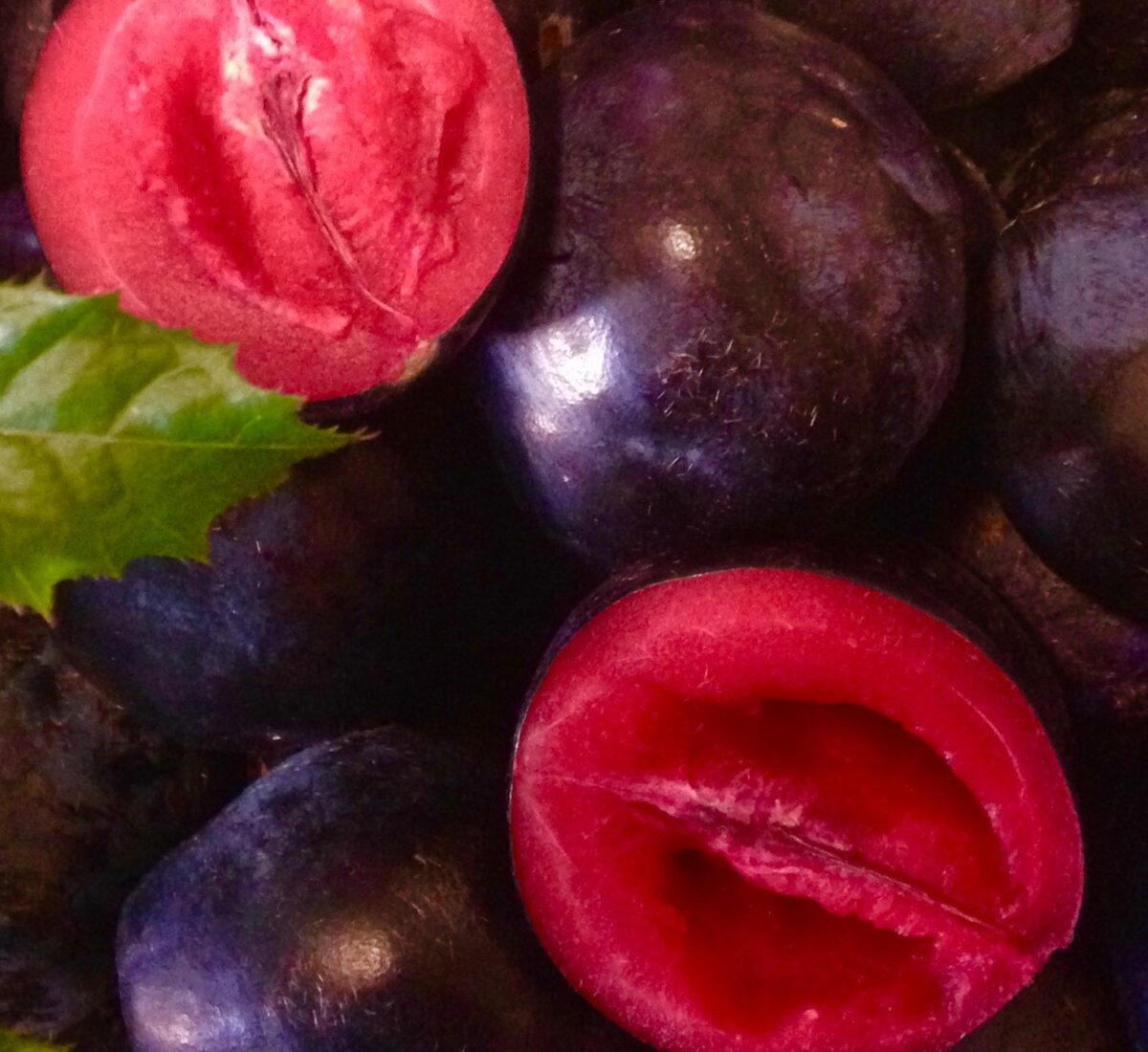 Davidsons Plums Buck's Farm